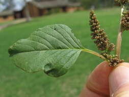 Imagem de Amaranthus viridis L.