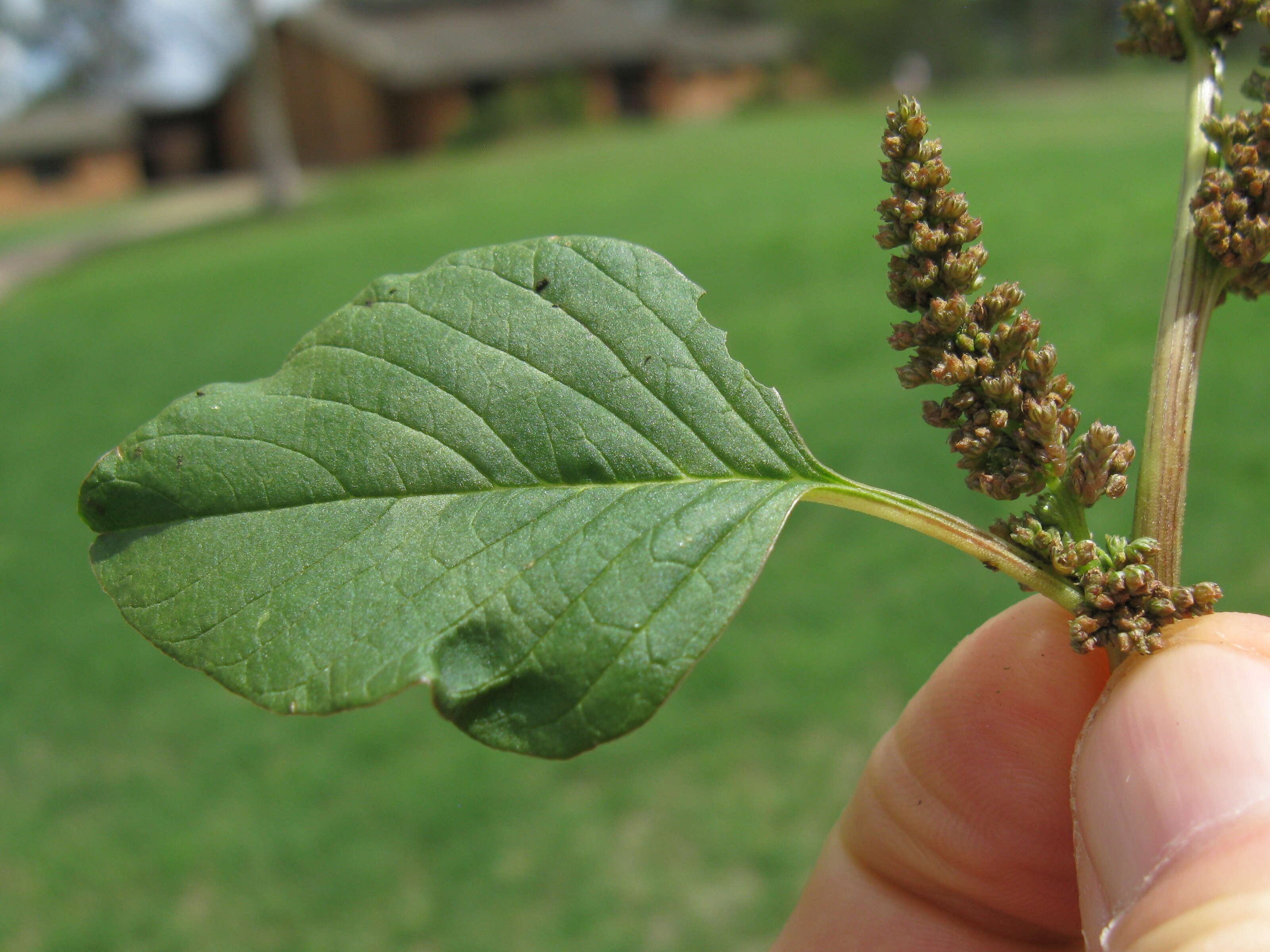 Imagem de Amaranthus viridis L.