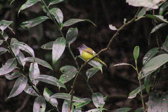 Image of Canary-flycatcher