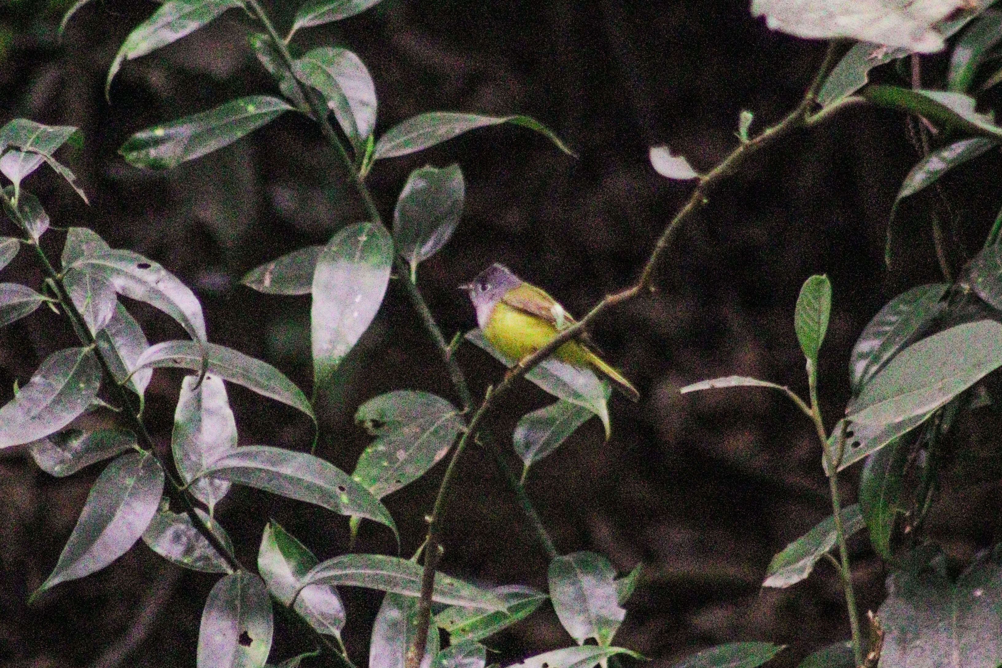 Image of Canary-flycatcher