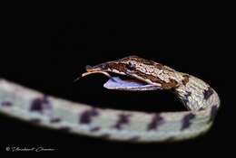 Image of Brown Vine Snake