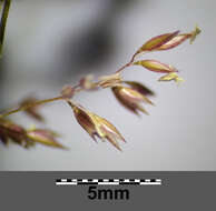 Image of creeping bentgrass