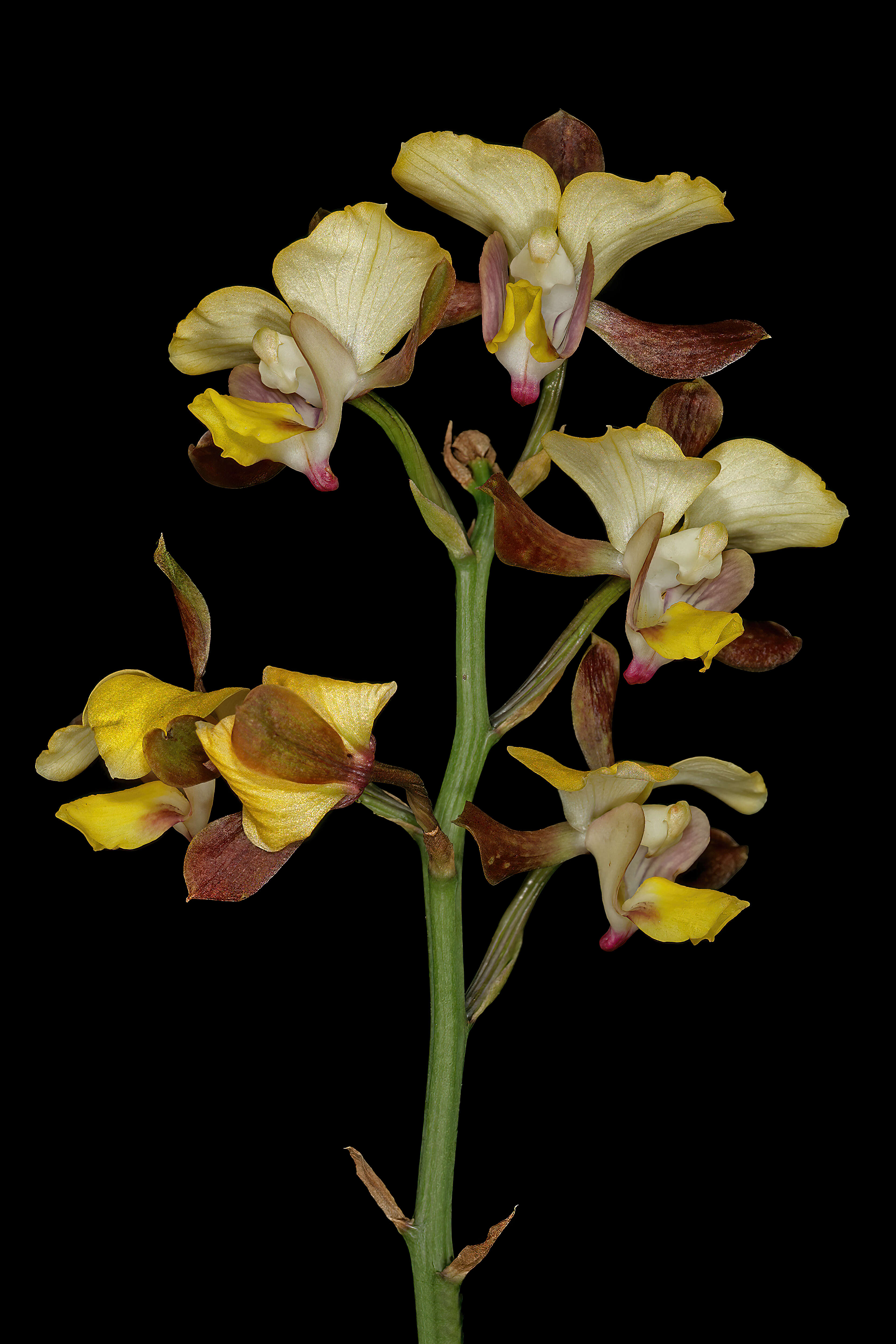 Plancia ëd Eulophia streptopetala Lindl.