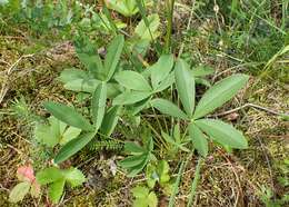 Image of White Cinquefoil