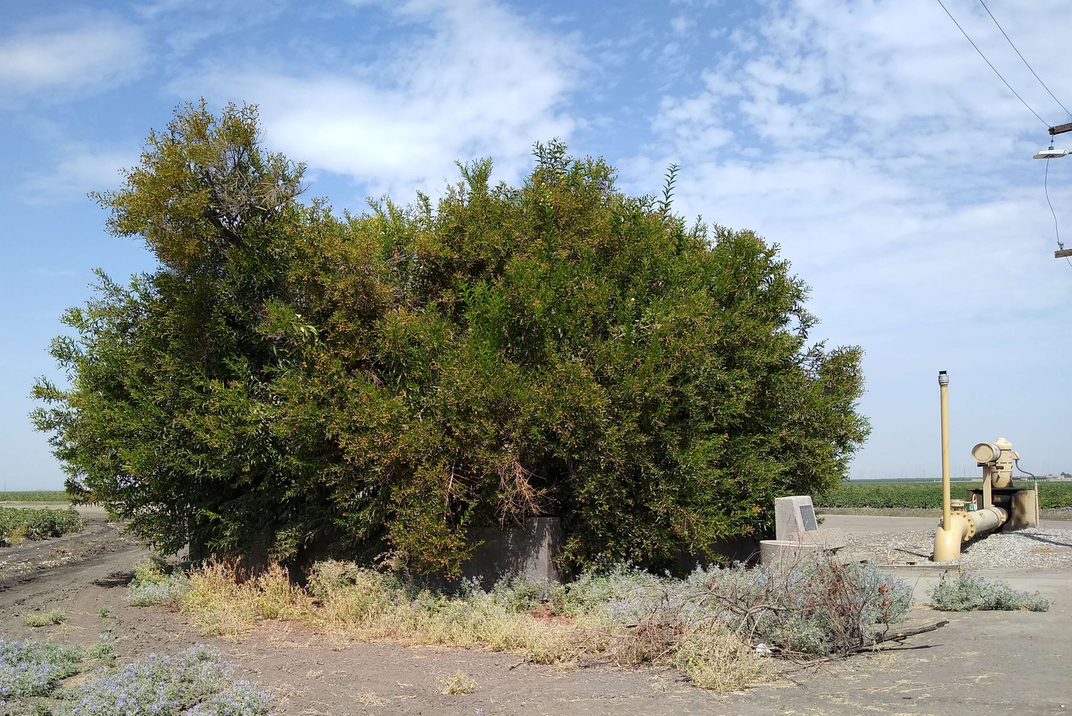 Image of common buttonbush