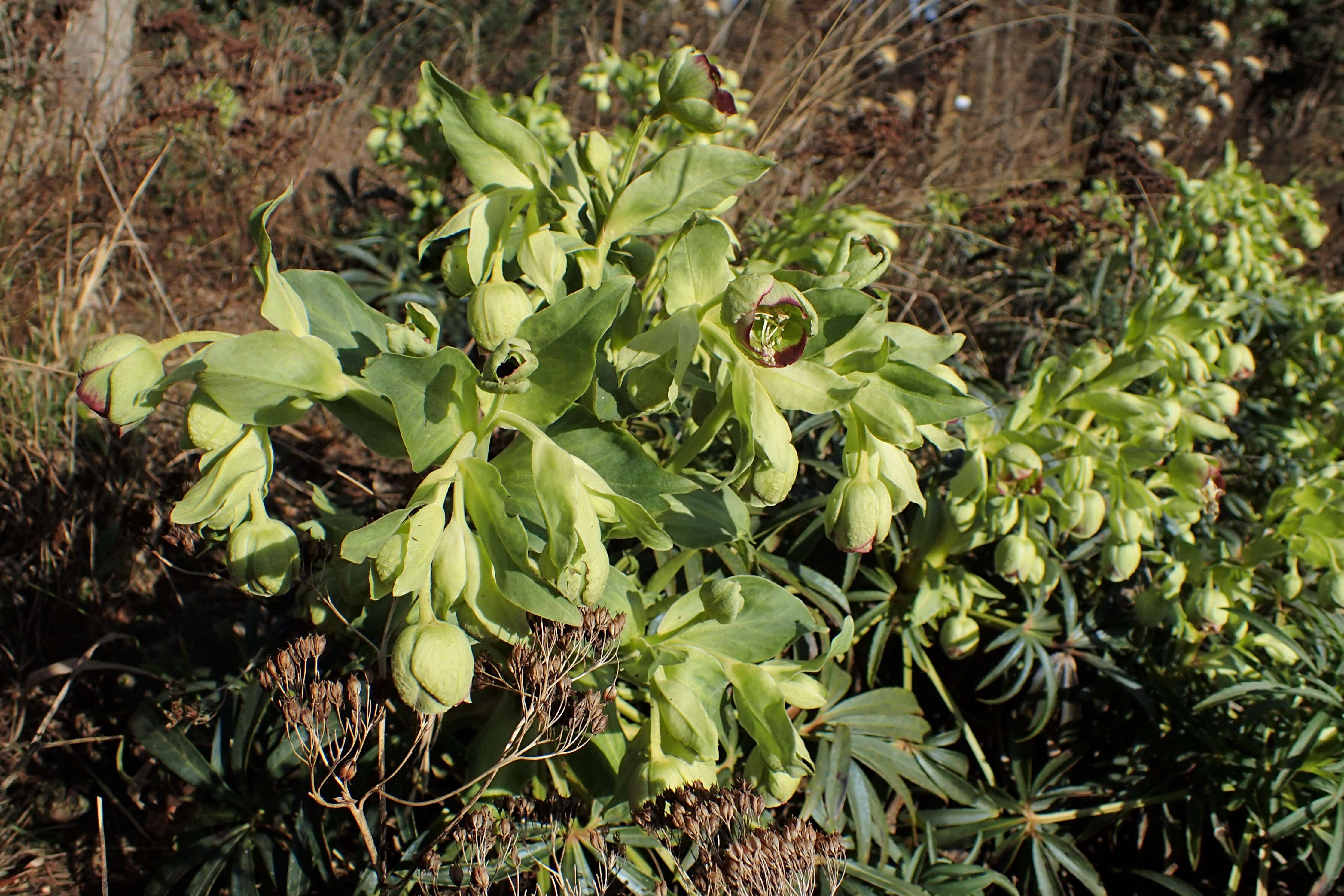 Image of Stinking Hellebore