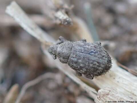 Image of Romualdius scaber (Linnaeus 1758)