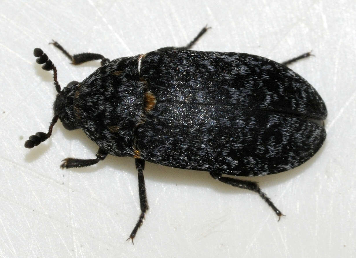 Image of Dermestes murinus