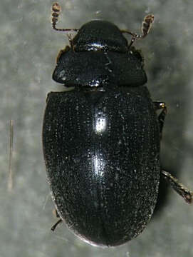 Image of wounded-tree beetles