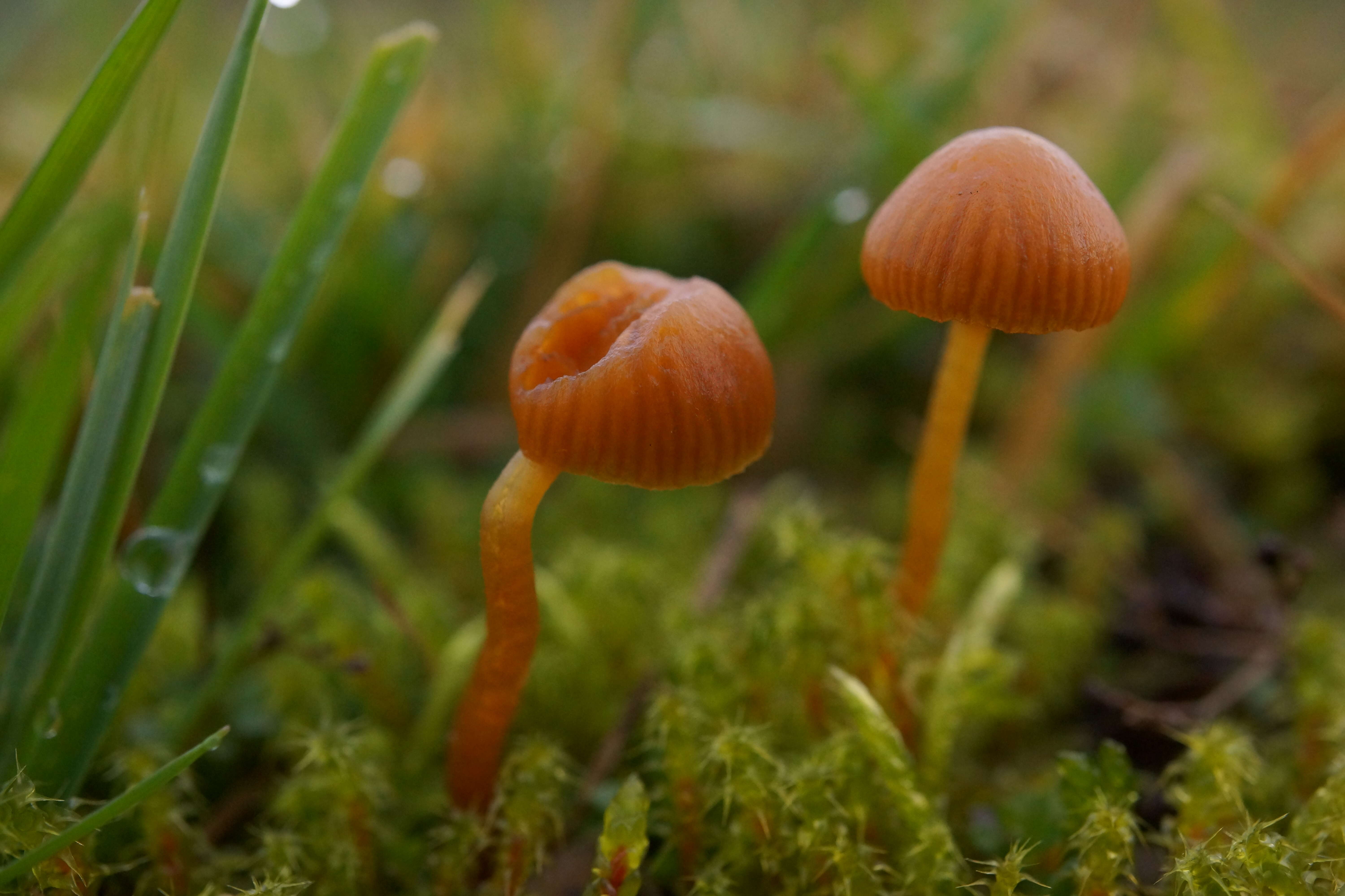 Imagem de Galerina graminea (Velen.) Kühner 1935