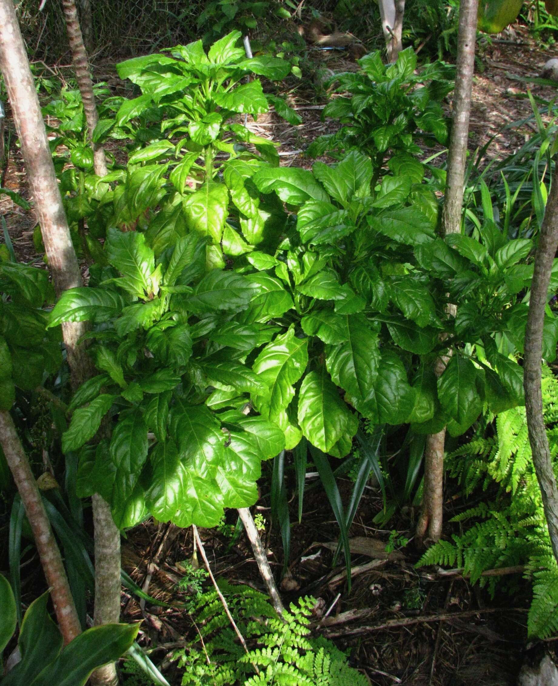 Image de Delissea rhytidosperma H. Mann