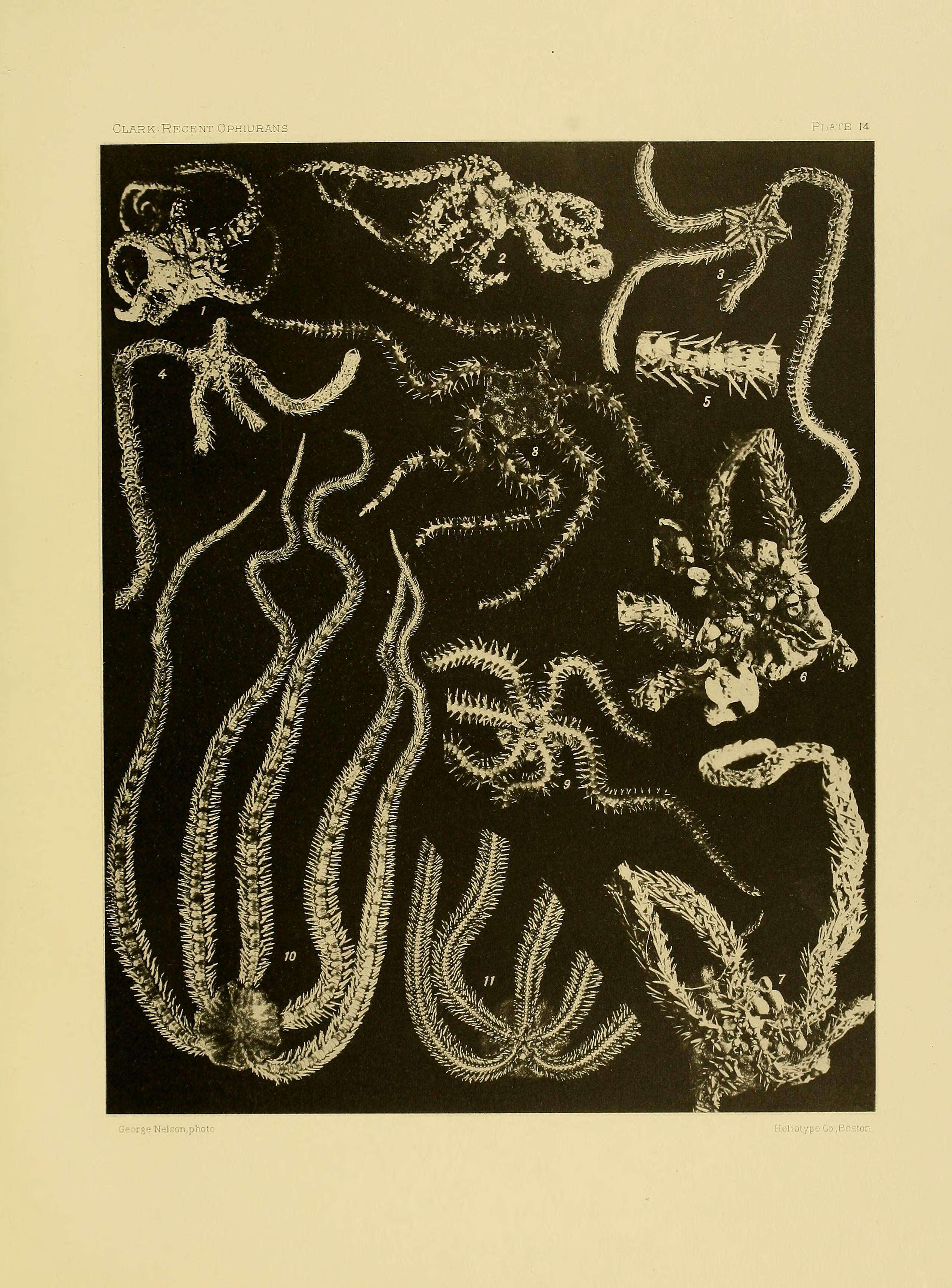 Image of Ophiocoma scolopendrina (Lamarck 1816)