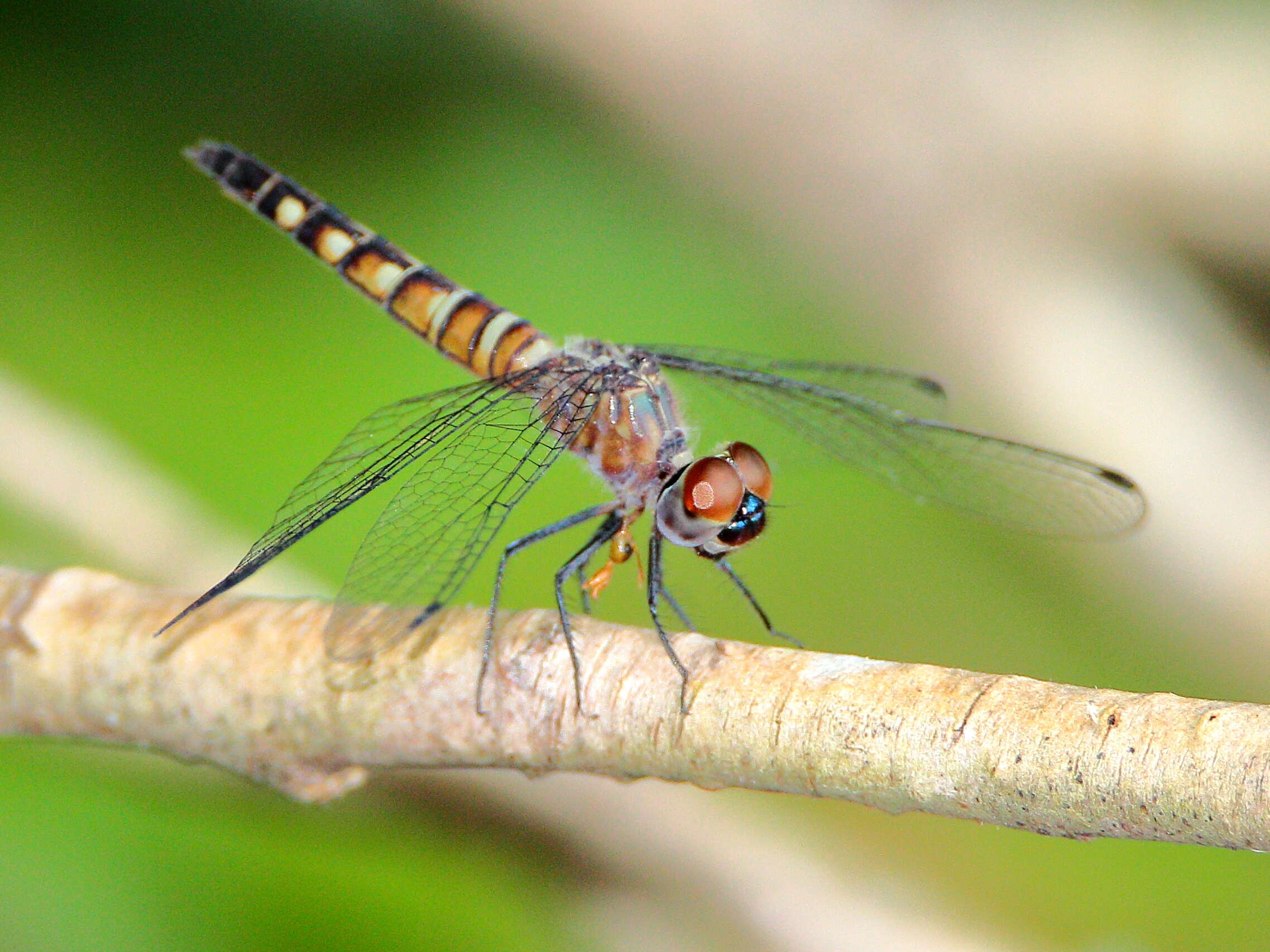 Слика од Brachydiplax duivenbodei (Brauer 1866)