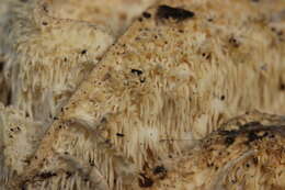 Image of Hericium cirrhatum (Pers.) Nikol. 1950