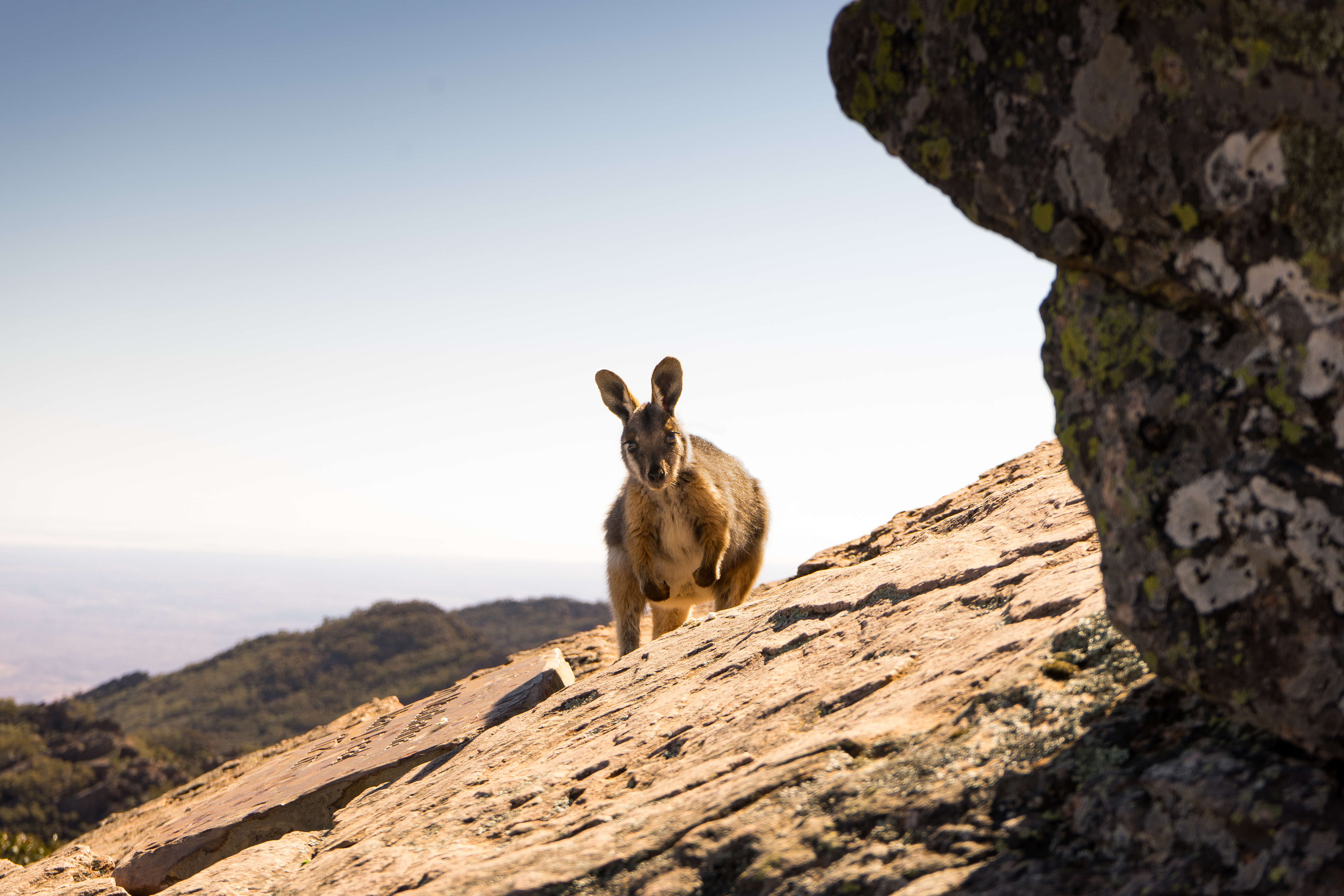 Image of Ring-tailed Rock Wallaby