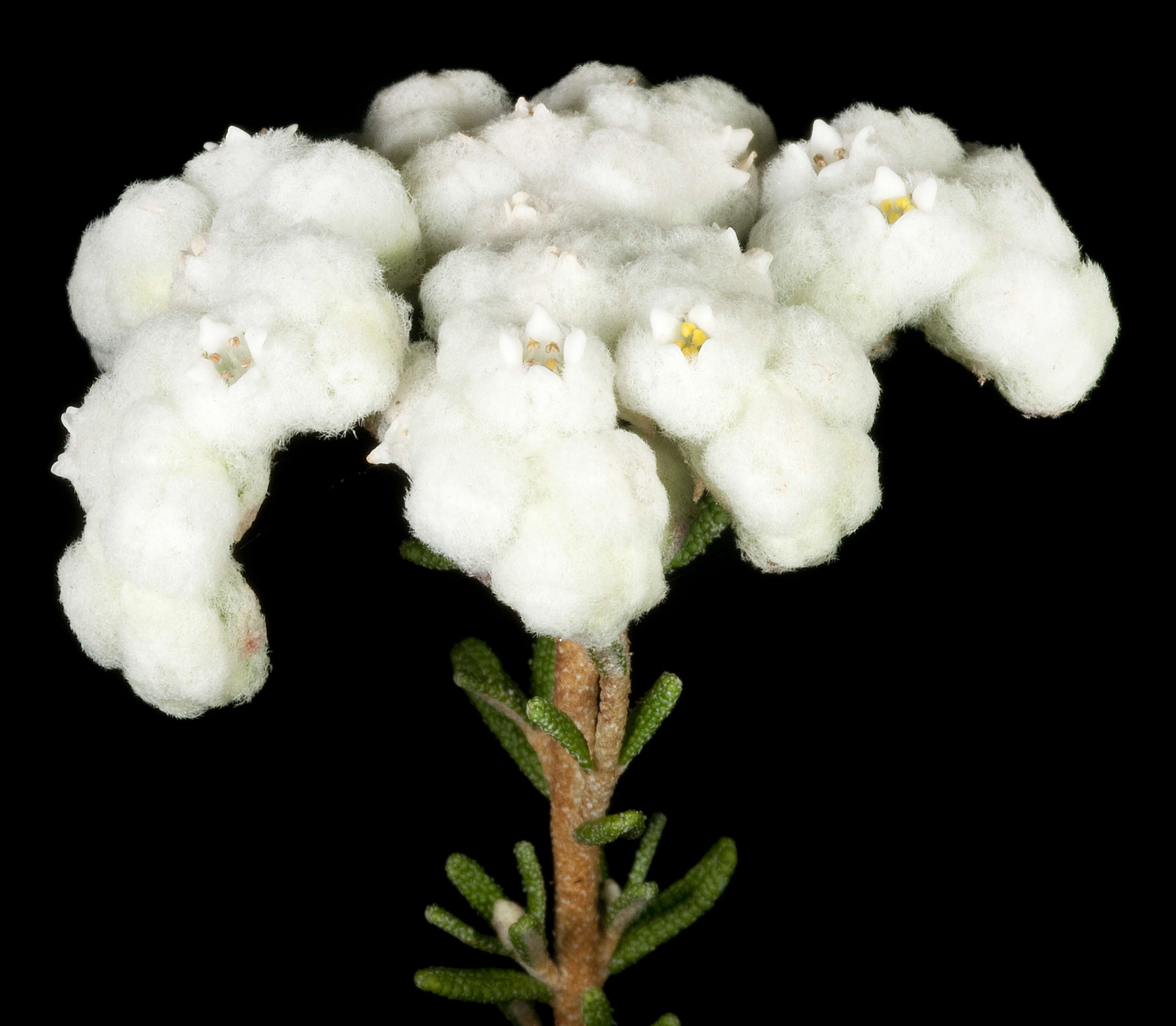 Image of Dicrastylis rugosifolia (Munir) Rye