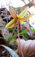 Imagem de Erythronium americanum Ker Gawl.