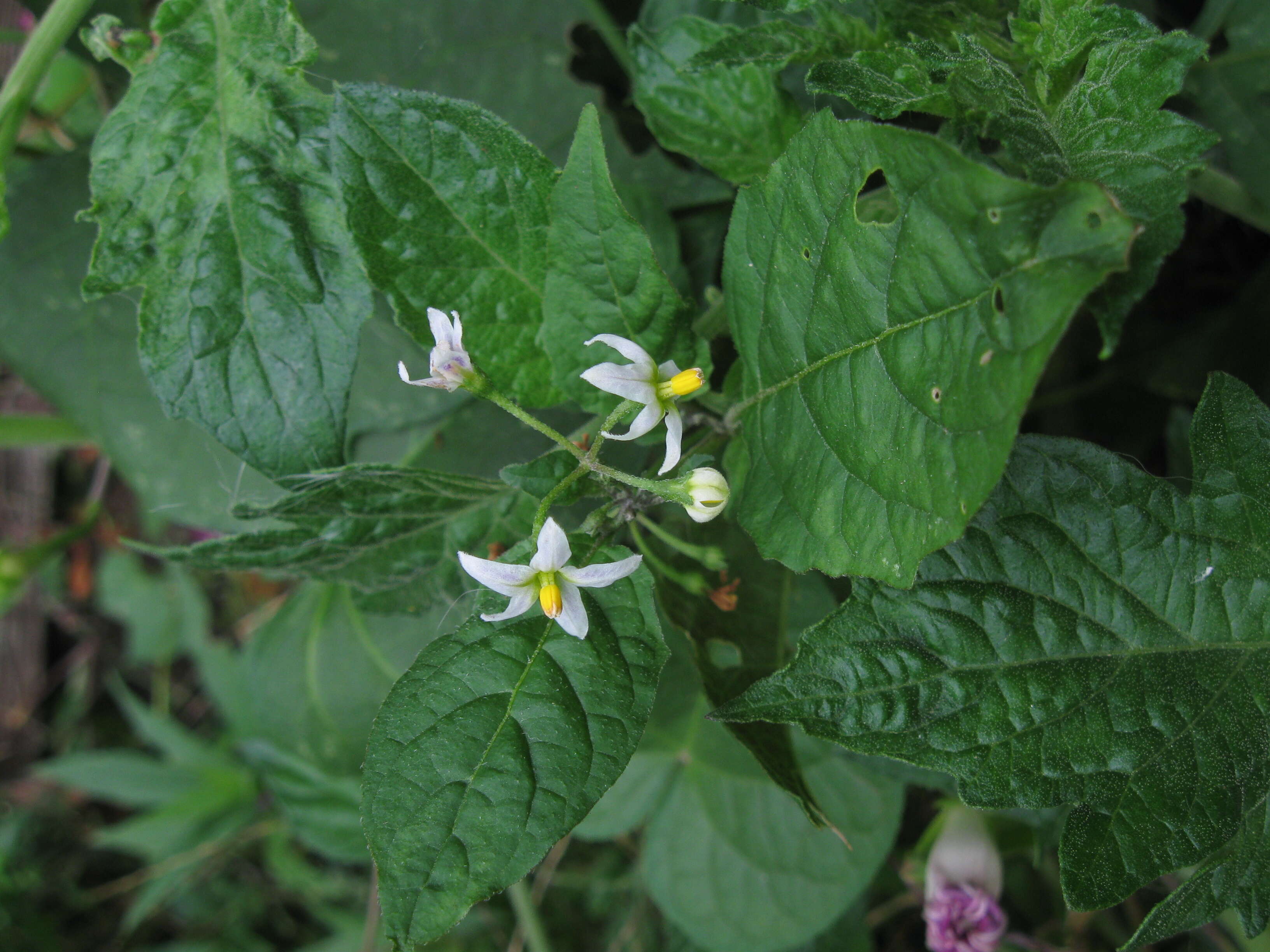 Plancia ëd Solanum ptychanthum Dun.