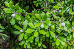 Image de Pittosporum crassifolium Banks & Sol. ex A. Cunningham