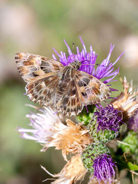 Image of Mallow Skipper