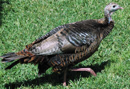 Imagem de Meleagris gallopavo Linnaeus 1758