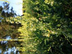 Image of rampion mignonette