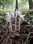 Image of Indian Pipe