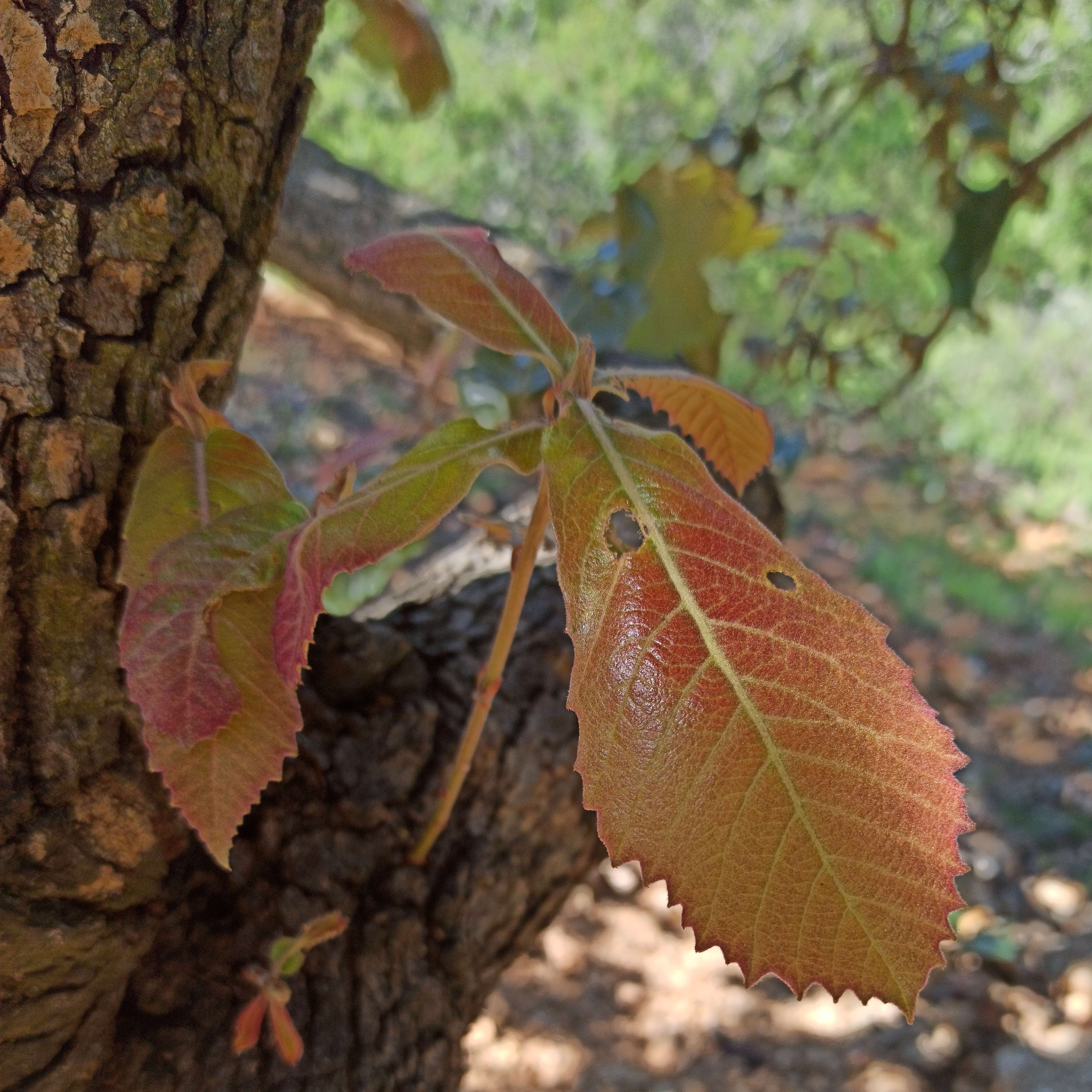 Image of netleaf oak