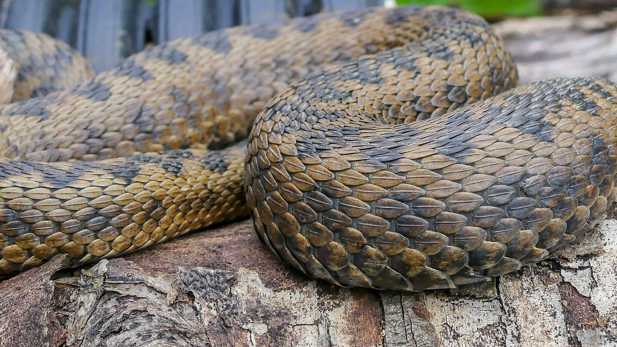 Image of Adder