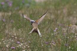 Image of Scissor-tailed Flycatcher