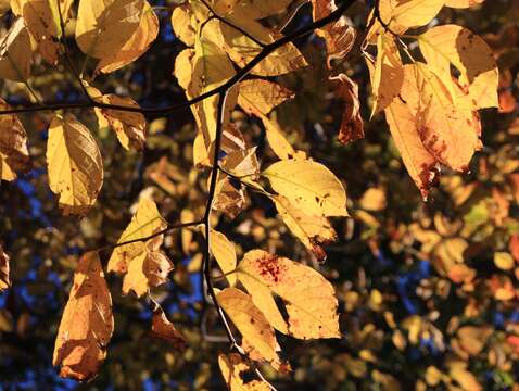 صورة Neoshirakia japonica (Siebold & Zucc.) Esser