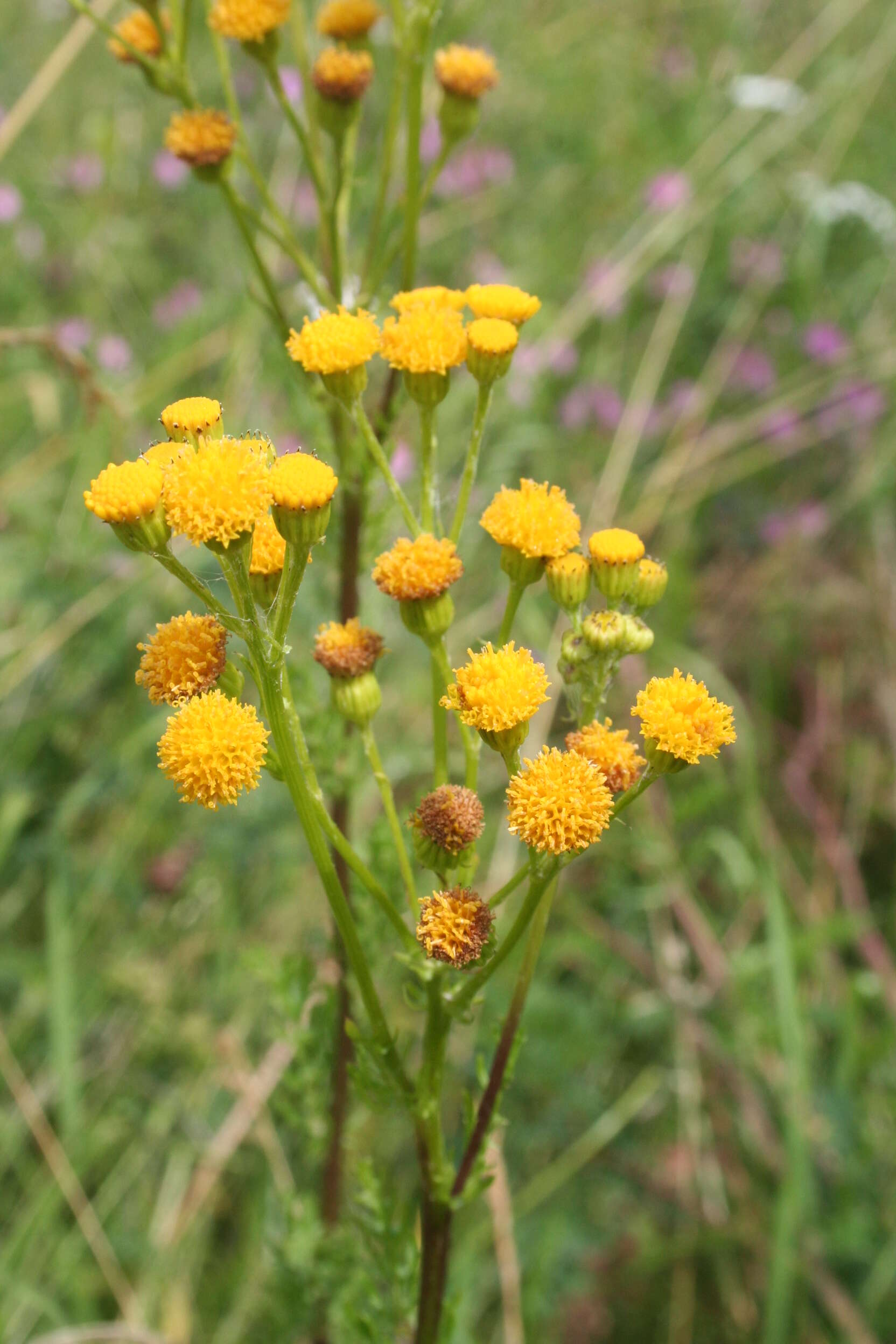 Image of common tansy