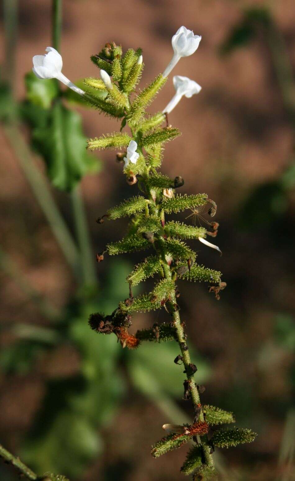 Image of wild leadwort