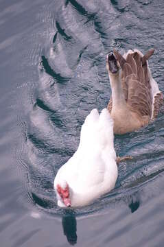 Image of Swan Goose