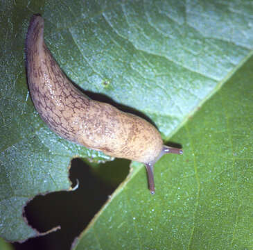 Image of grey field slug