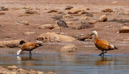 Image of Ruddy Shelduck