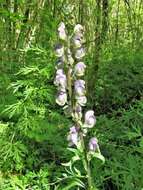 Слика од Aconitum napellus L.