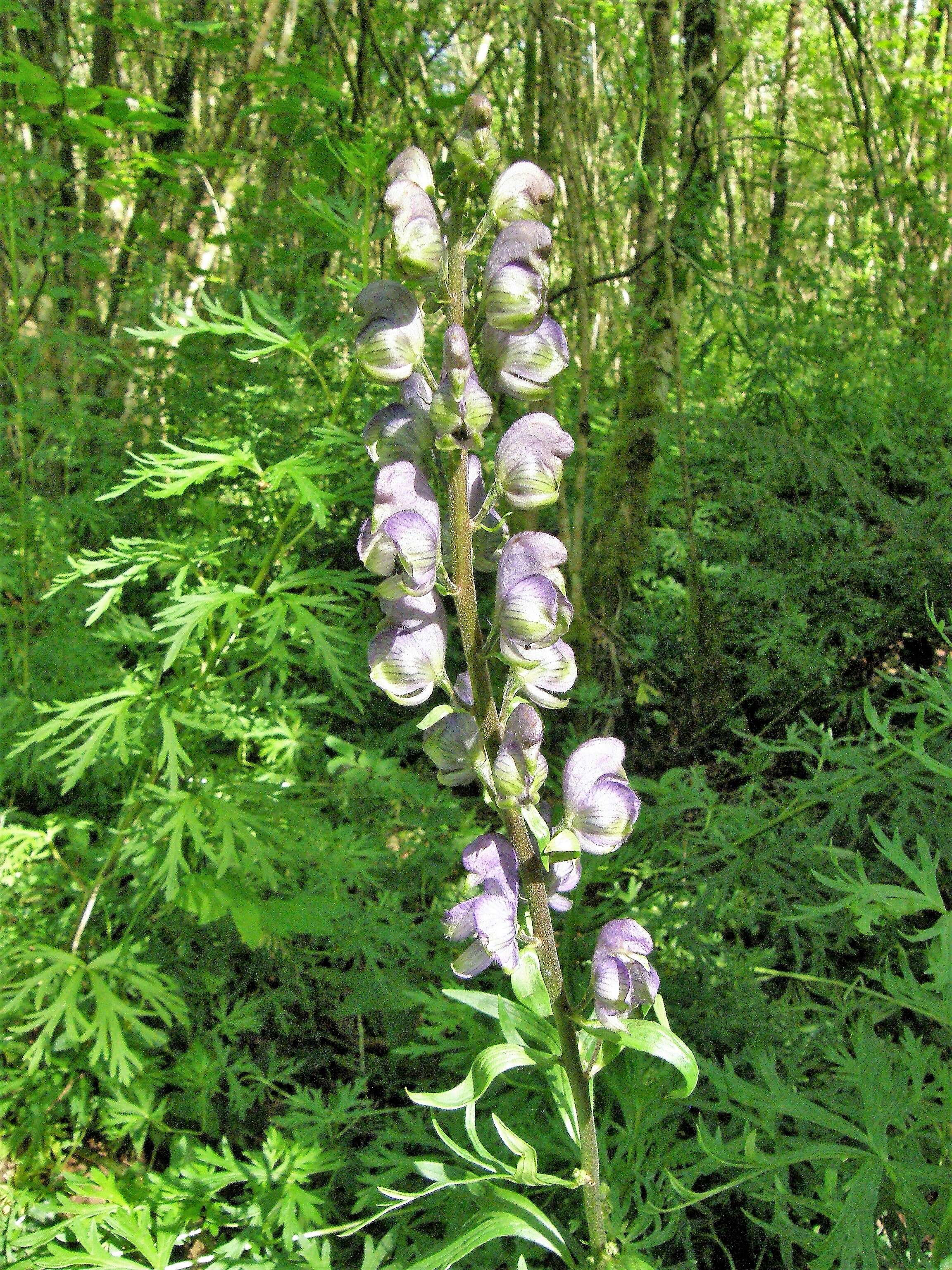 Слика од Aconitum napellus L.