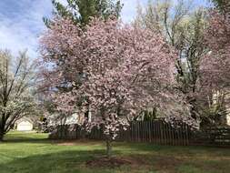 Plancia ëd Prunus subhirtella Miq.