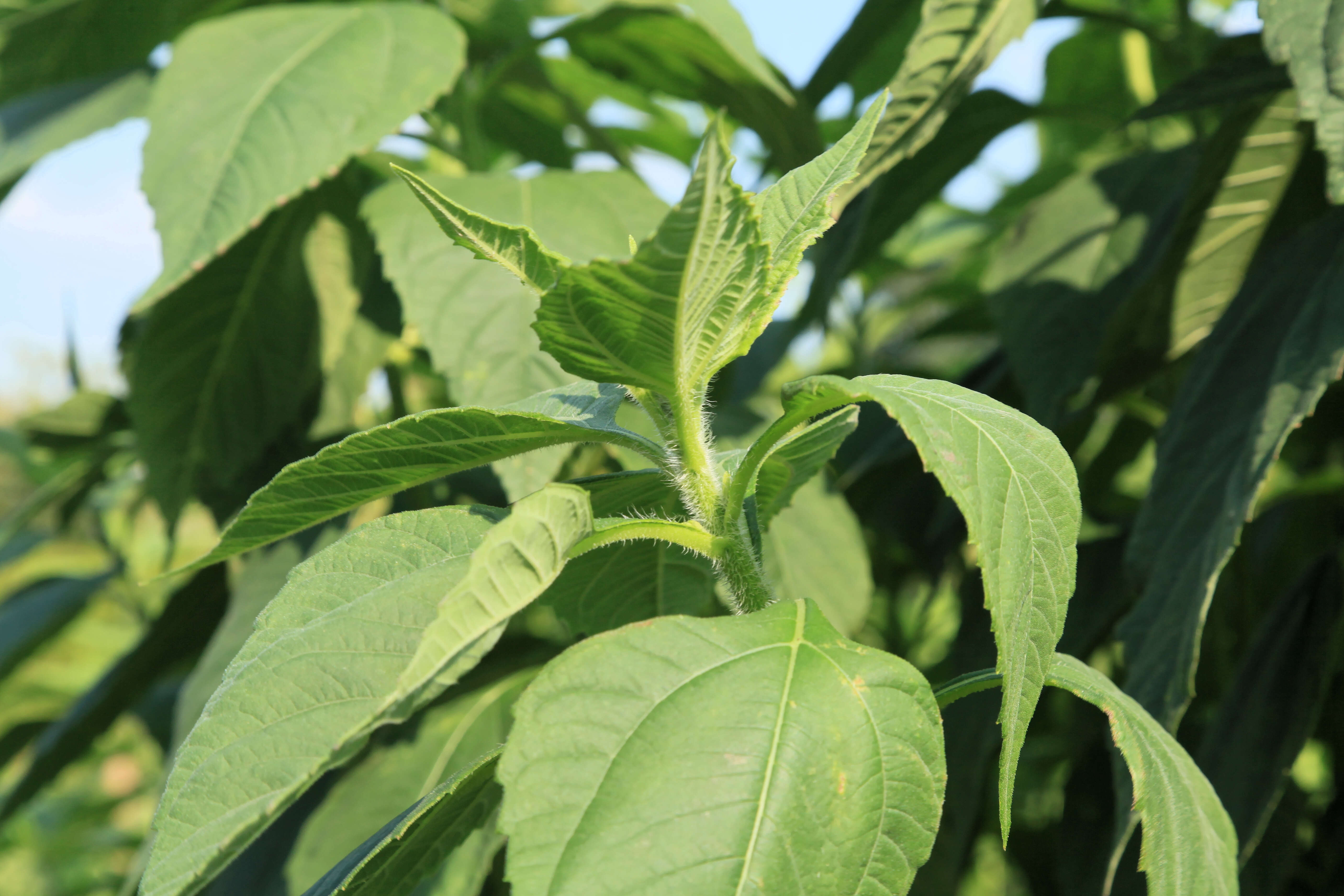 Imagem de Helianthus strumosus L.