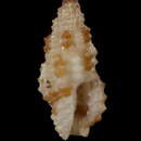 Image of Pseudodaphnella aureotincta (Hervier 1897)
