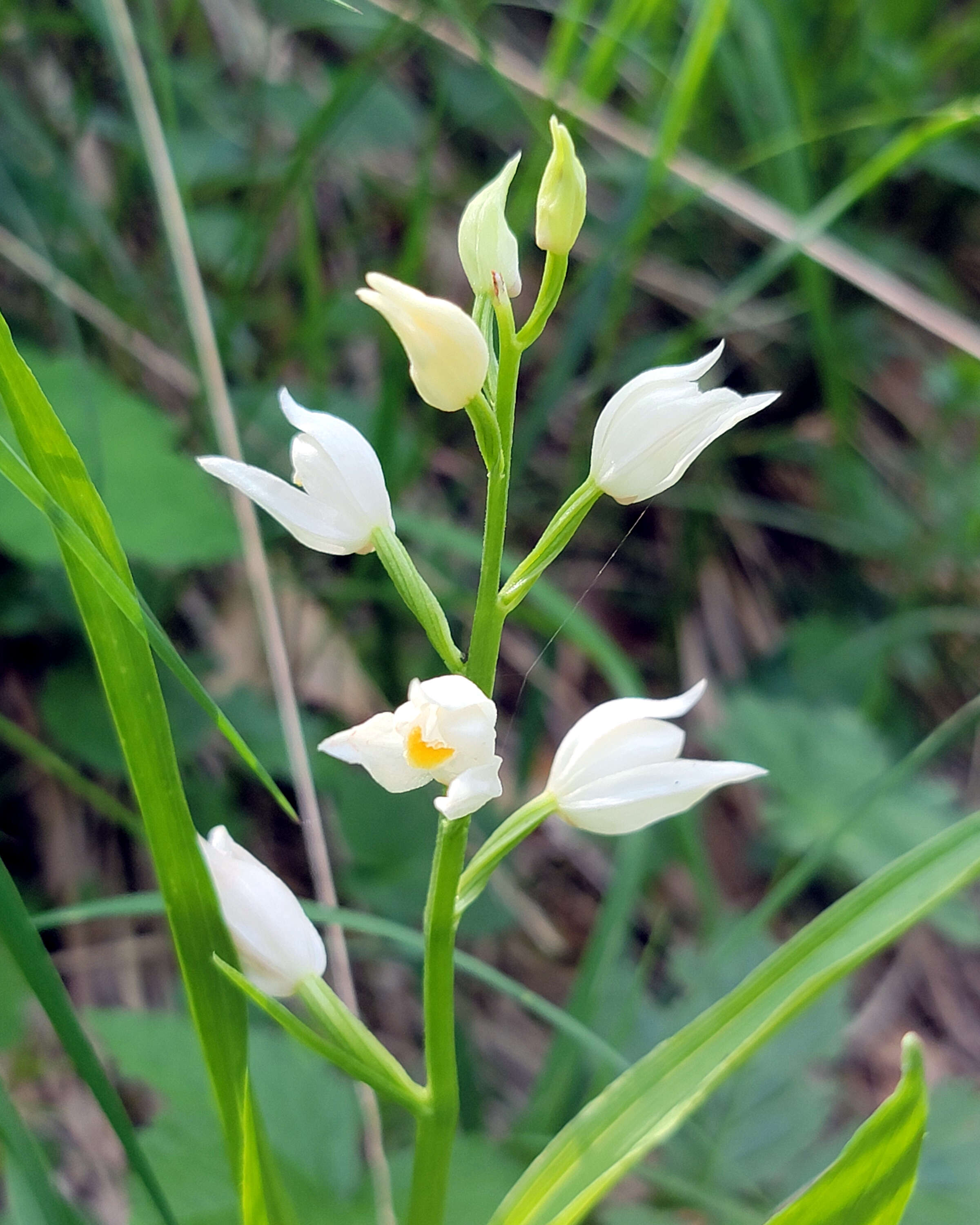 Cephalanthera longifolia (L.) Fritsch resmi