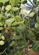 Image of Watermelon dischidia