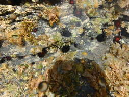 Image of sea urchins