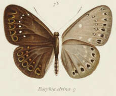 Imagem de Eurybia elvina Stichel 1910