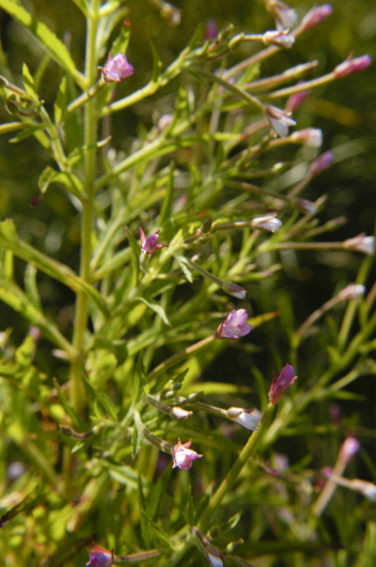 Image of purpleleaf willowherb