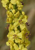 Verbascum nigrum L. resmi