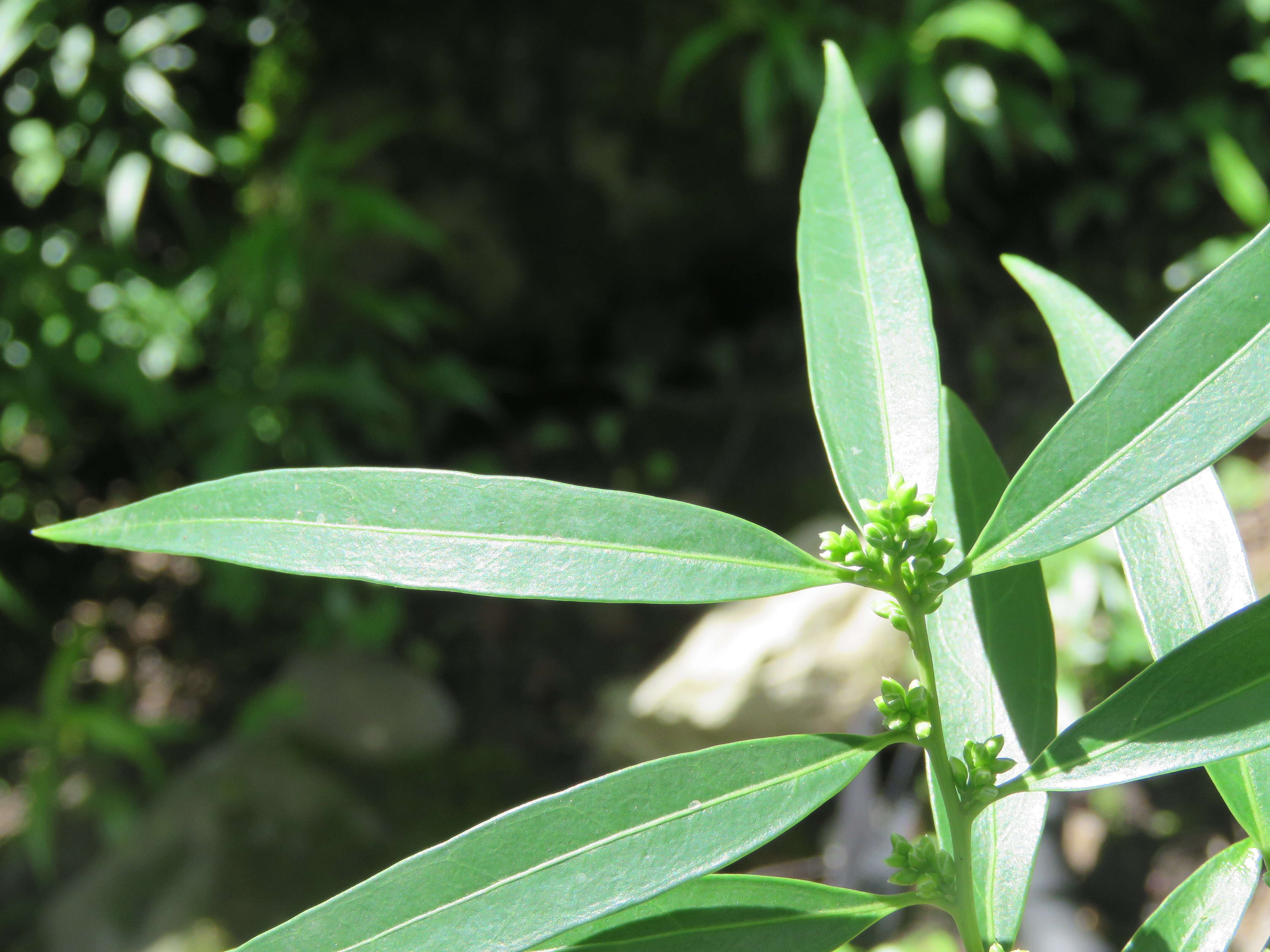 Image of Sarcococca saligna (D. Don) Müll. Arg.