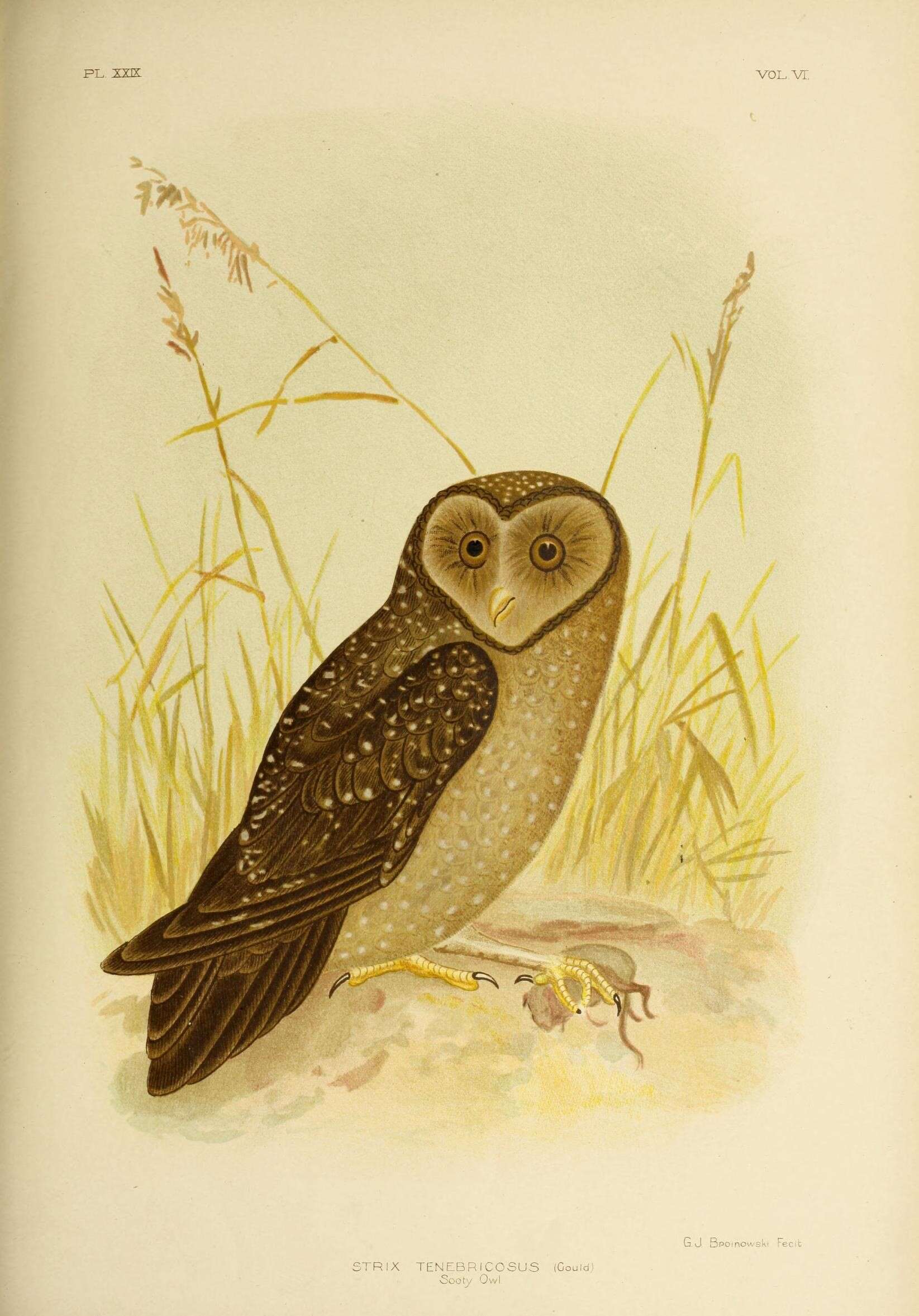 Plancia ëd Tyto tenebricosa (Gould 1845)