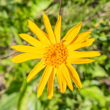 Image of mountain arnica